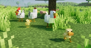 Chickens