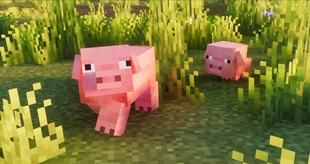 Pigs