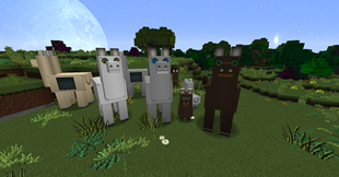 llama