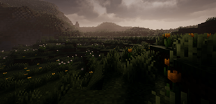 flower field