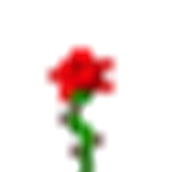 rose.png