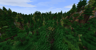 The shire pine woodlands
