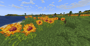 Sunflower Plains