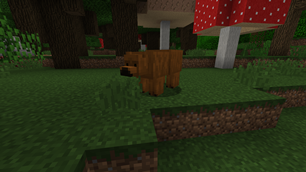 Wild bear