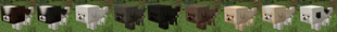 Bichon_ex.png