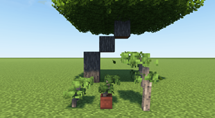 Acacia Sapling