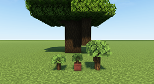 Spruce Sapling