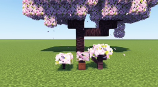 Cherry Sapling