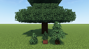 Spruce Sapling