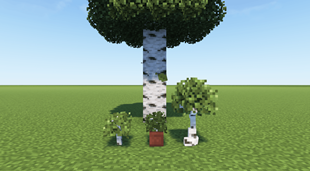 Birch Sapling