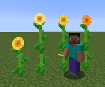 Tall Sunflowers