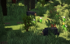 Black Bears