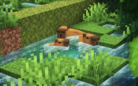 Capybaras