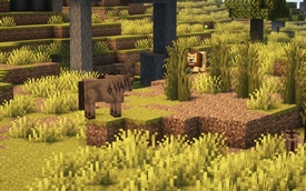 Lion hunting Wildebeest