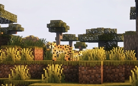 Cheetahs