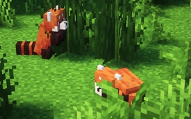 Red Pandas