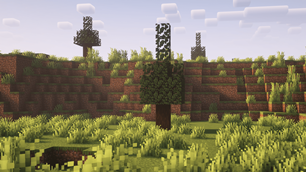 rubber trees
