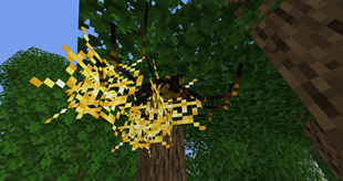 Golden Orb Weaver in golden cobwebs