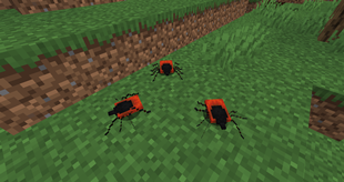Ticks