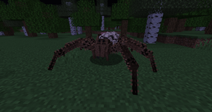Wolf Spider