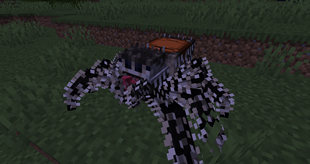 A tamed Jumping Spider