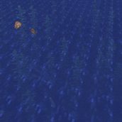 eat meat items in water