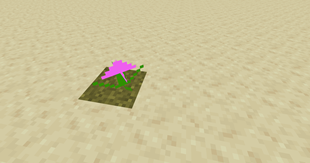 pretty pink flower