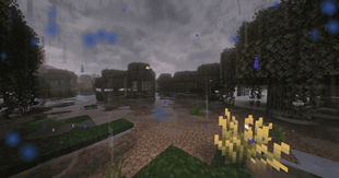 Swamp