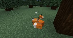 Sleeping foxes