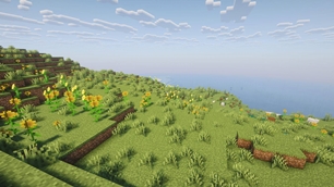 sunflower plains