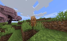 wild cow