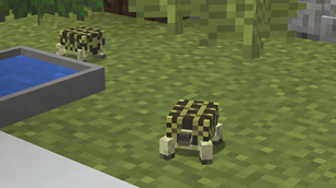 Hermann's Tortoise