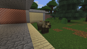 Eurasian Brown Bear