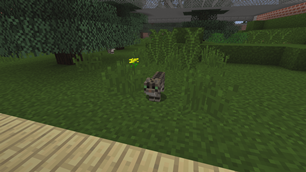 European Wildcat