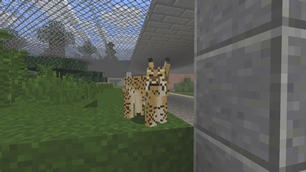 Carpathian Lynx