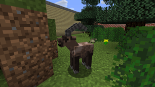 Alpine Ibex