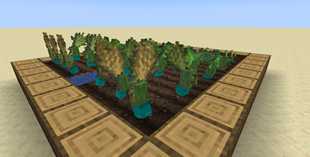 growth stages