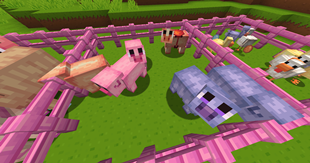 Pig variants