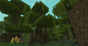 Mangroves