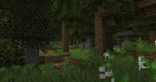 Old Growth Forest