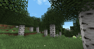 Birch Forest