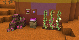 Pink Dragon Fruit Update