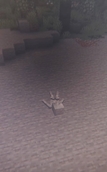 Bob.jpeg