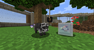 raccoon - counselorcloud