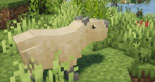 capybara - jellybean