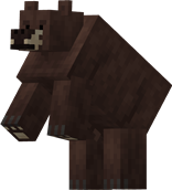 Bear!