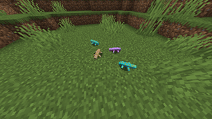 Geckos