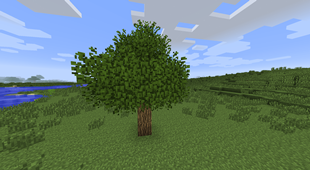 Extra Leaves On