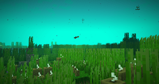 Seagrass Meadow and Herring