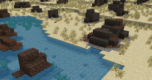 Rocky Shore and Clams